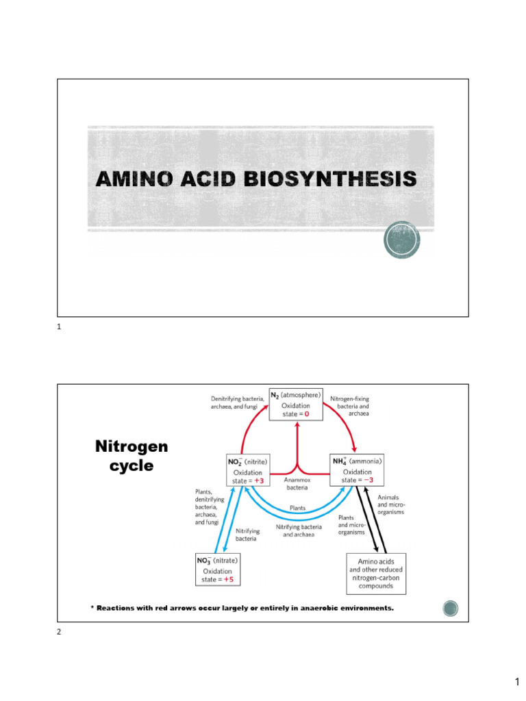 Unit 8_AA Biosynthesis | PDF | Biosynthesis | Amino Acid