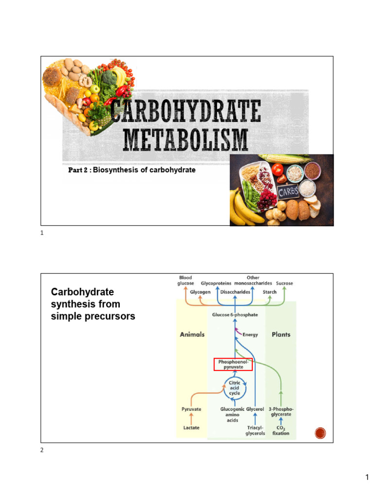 Unit 6 Carbohydrate-Metabolism Part 2 | PDF | Glycolysis | Pyruvic Acid
