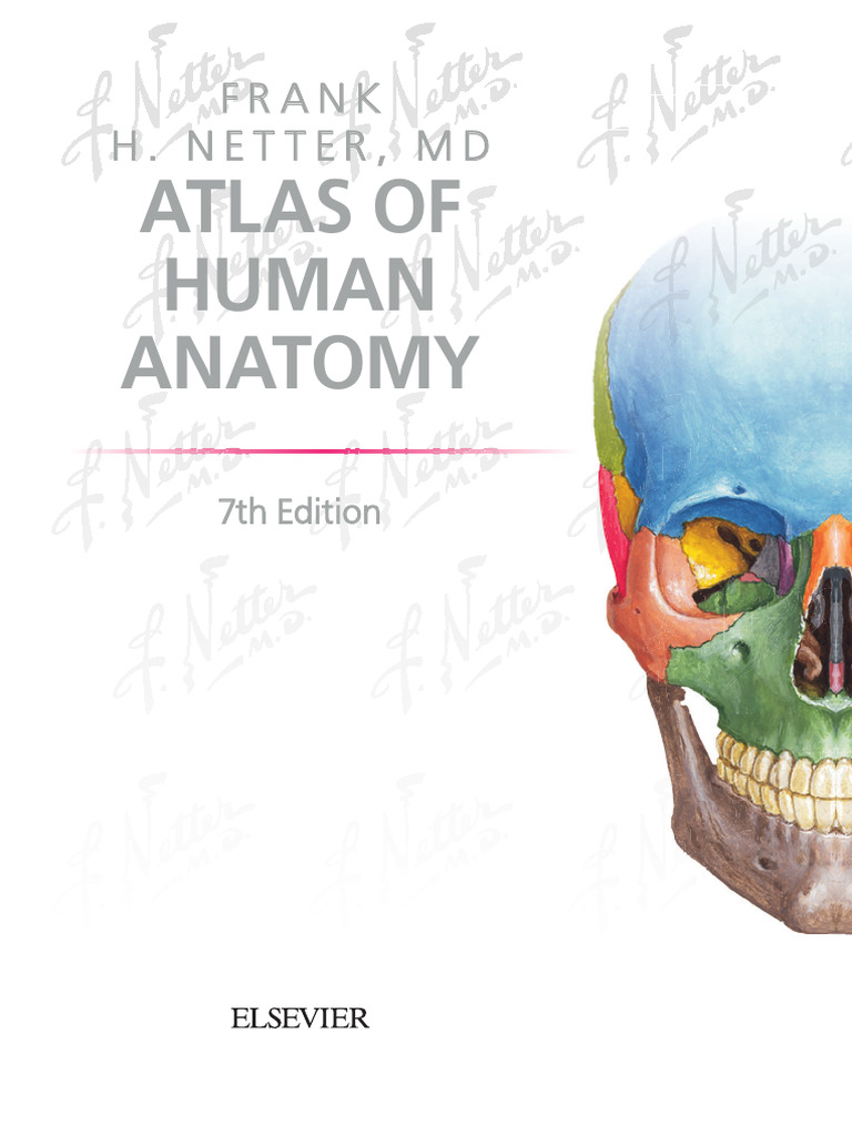 Atlas Anat Chel 7 Izd Sod I Prim STR | PDF