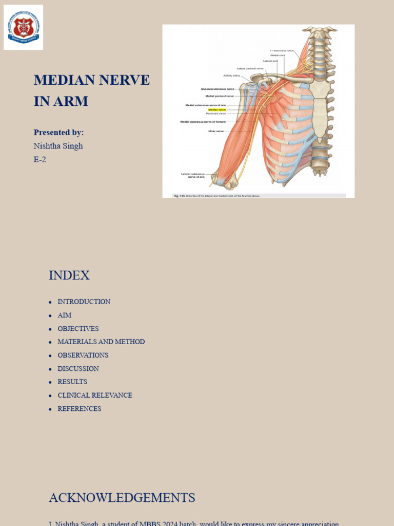 Median Nerve Anatomy in the Arm Study | PDF | Arm | Limbs (Anatomy)