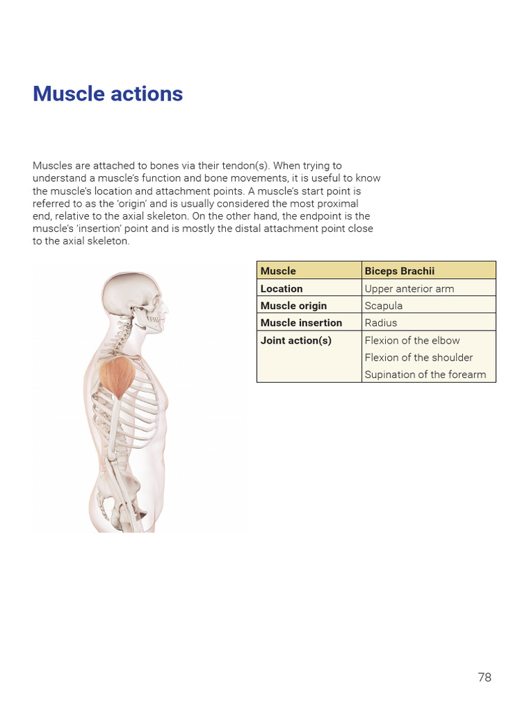 4a. Muscular Actions | PDF | Pelvis | Knee