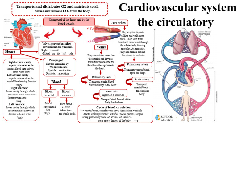 Mind Map - Cardiovascular or Circulatory System | PDF | Circulatory ...