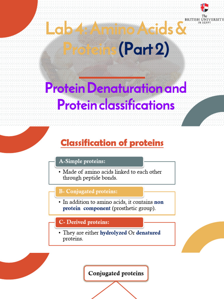 Protein Classification and Denaturation | PDF | Proteins | N Terminus
