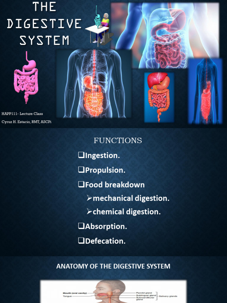 Week 15- Digestive System (Lec) | PDF | Stomach | Human Digestive System