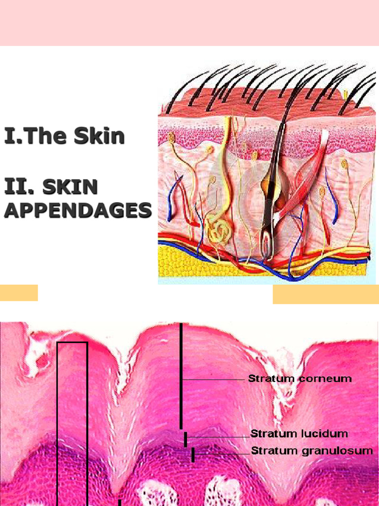8 - Integumentary System (2022-2023) | PDF