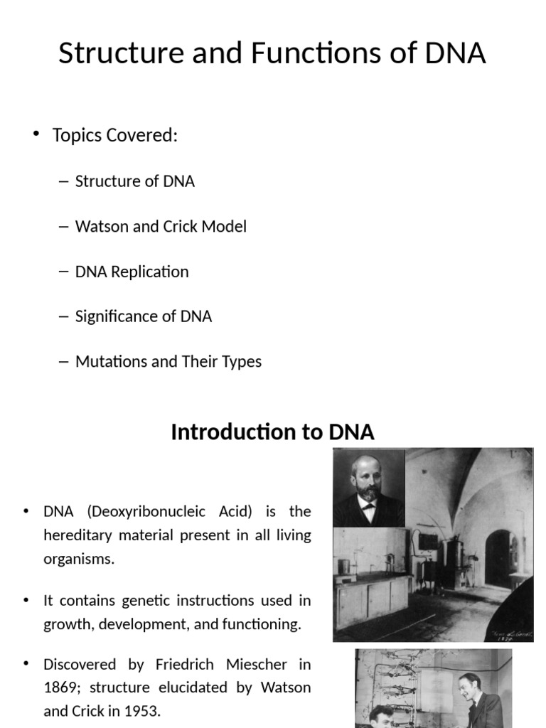 DNA Structure, Function, and Replication | PDF | Dna | Dna Replication