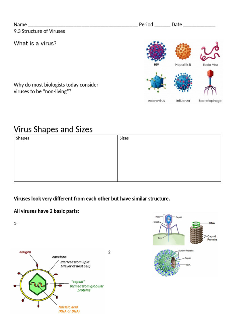 Understanding Virus Structure and Function | PDF