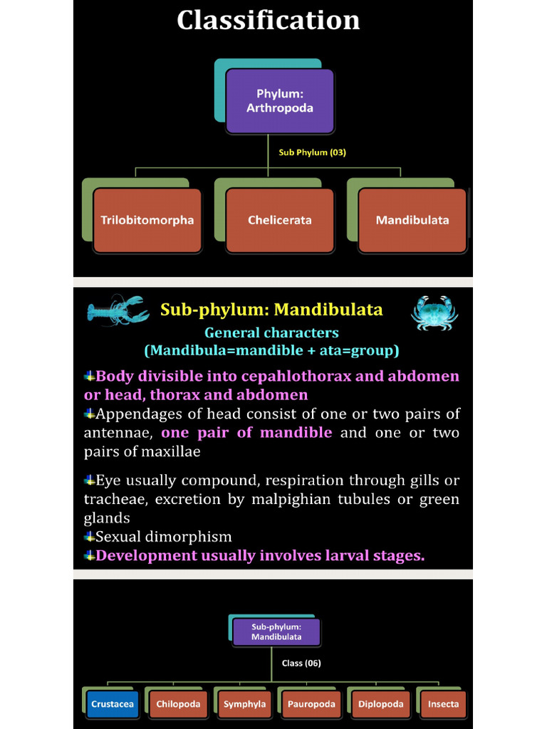 Classification of Crustacean ? (1) | PDF