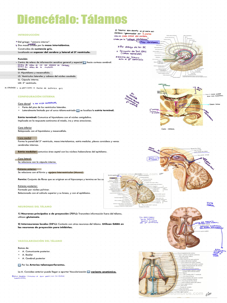 1-Talamo - 251112 - 085946 | PDF | Tálamo | Cerebro