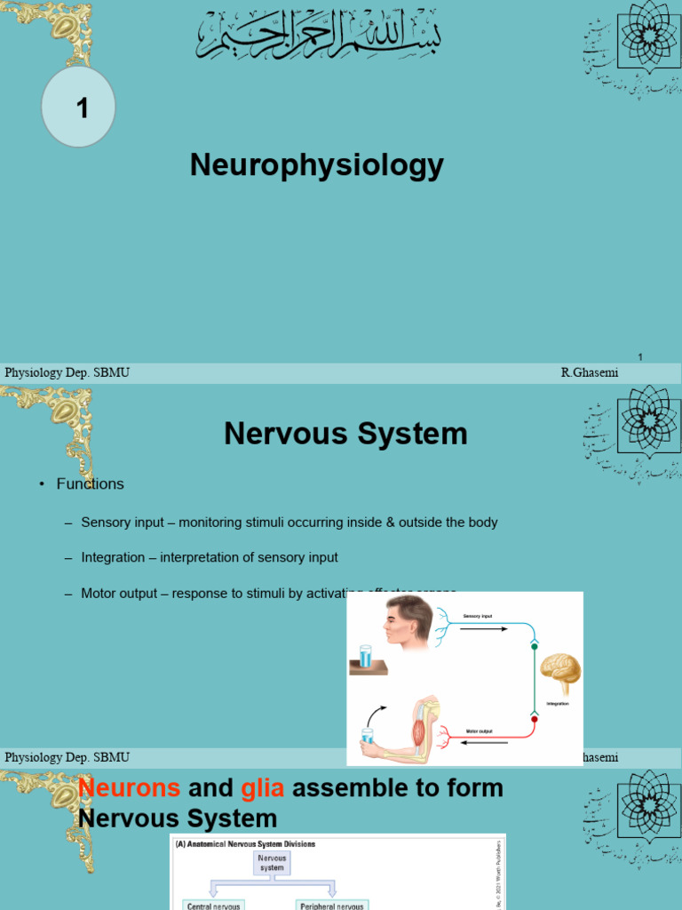Overview of Nervous System Physiology | PDF | Nervous System | Central ...