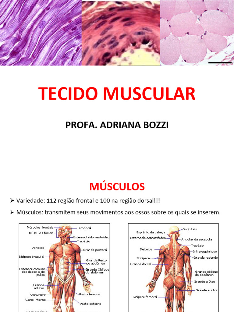 Estrutura e Função do Tecido Muscular | PDF | Músculo | Junção ...