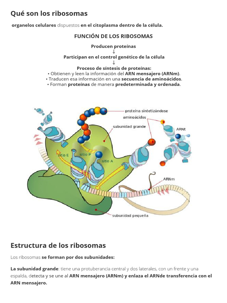 Función y Estructura de los Ribosomas | PDF | Glucólisis | Trifosfato ...