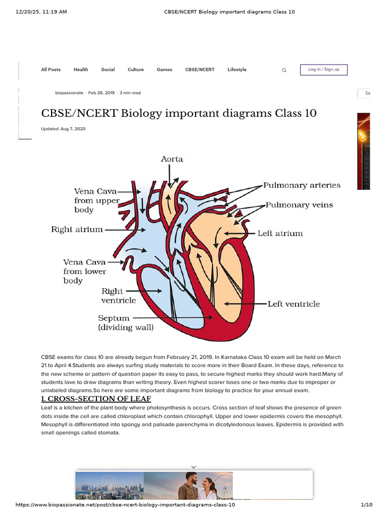 CBSE - NCERT Biology Important Diagrams Class 10 | PDF | Stoma | Kidney