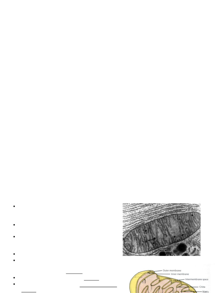 Mitochondrial Genome and Inheritance | PDF | Mitochondrion ...