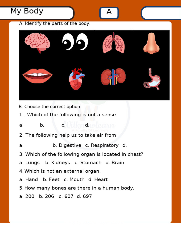 Evs-Worksheet Internal External Organs | PDF