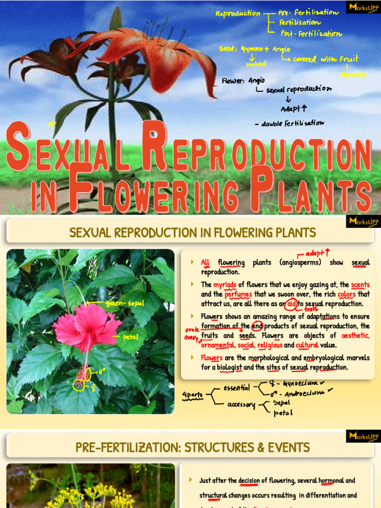 Sexual Reproduction in Flowering Plants | PDF | Seed | Pollination