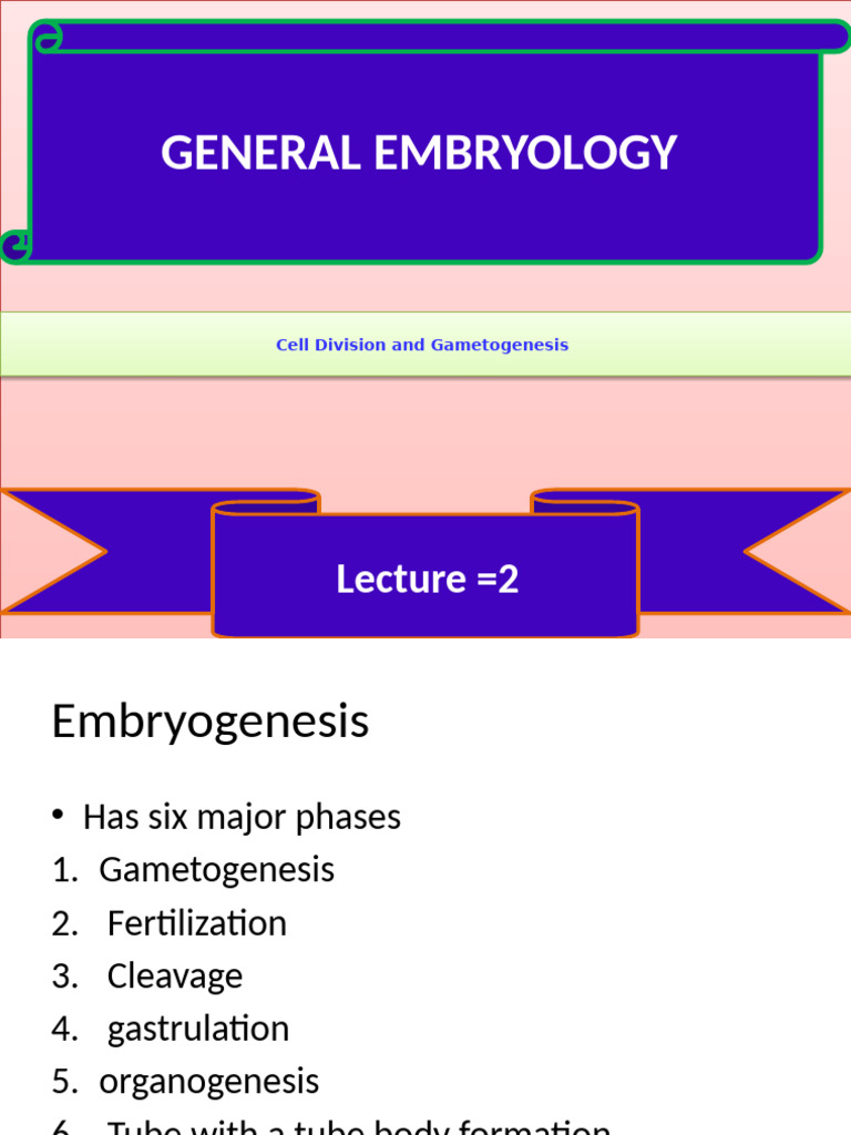 Human Embryology: Cell Division & Gametogenesis | PDF | Menstrual Cycle ...