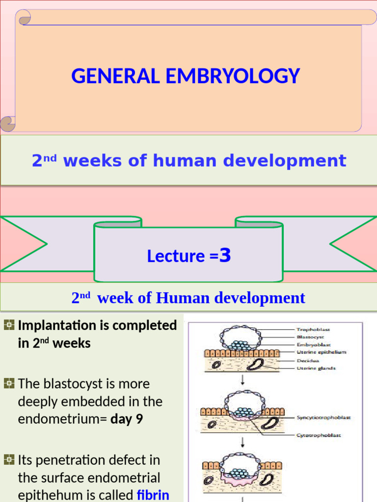 Embryology Lecture 3 Second Week (2024) | PDF | Twin | Multiple Births