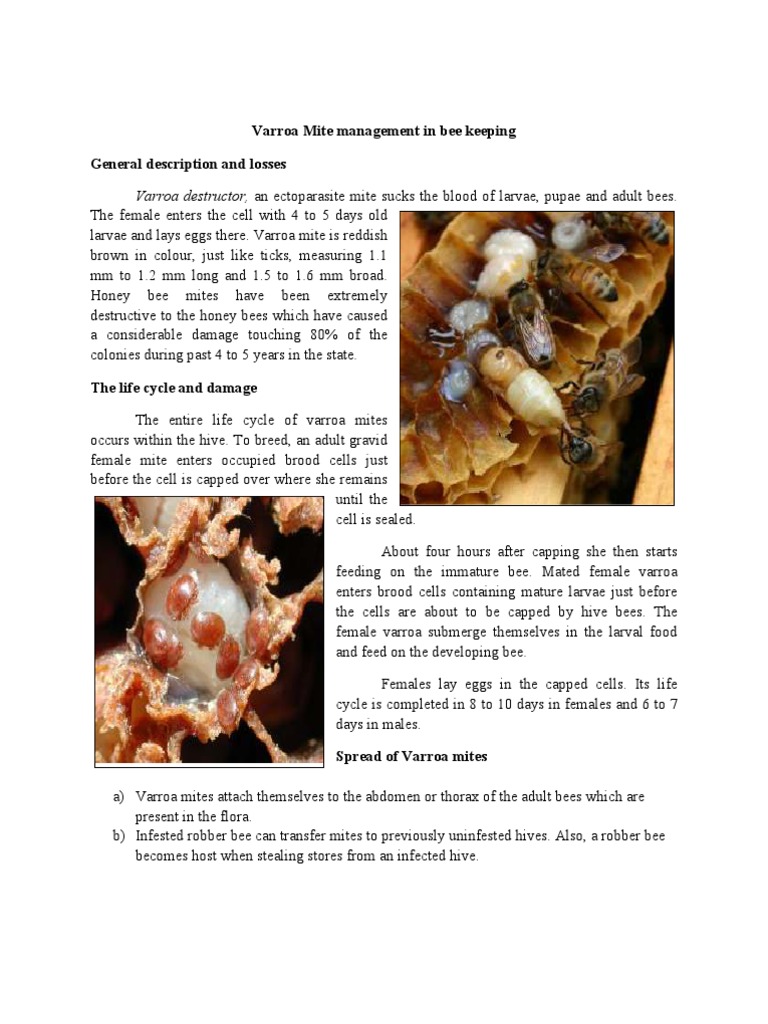 Mites in Beekeeping Honey Bee Beekeeping