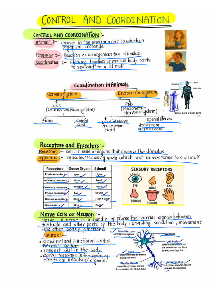 Control & Coordination Handwritten Notes | PDF