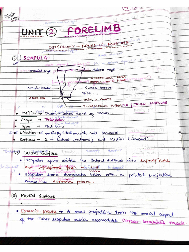 VETERINARY ANATOMY Notes - Forelimb | PDF