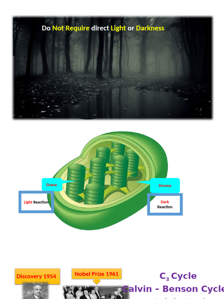 Calvin-Benson Cycle Overview and Mechanism | PDF | Photosynthesis ...