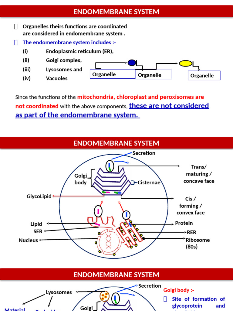 Overview of the Endomembrane System | PDF | Endoplasmic Reticulum ...