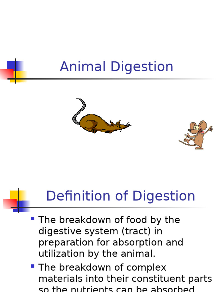 Types of Animal Digestive Systems | PDF