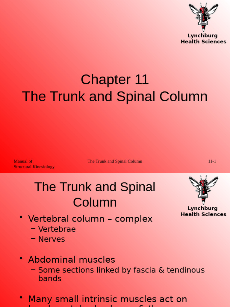 Trunk and Spinal Column Overview | PDF | Vertebra | Pelvis