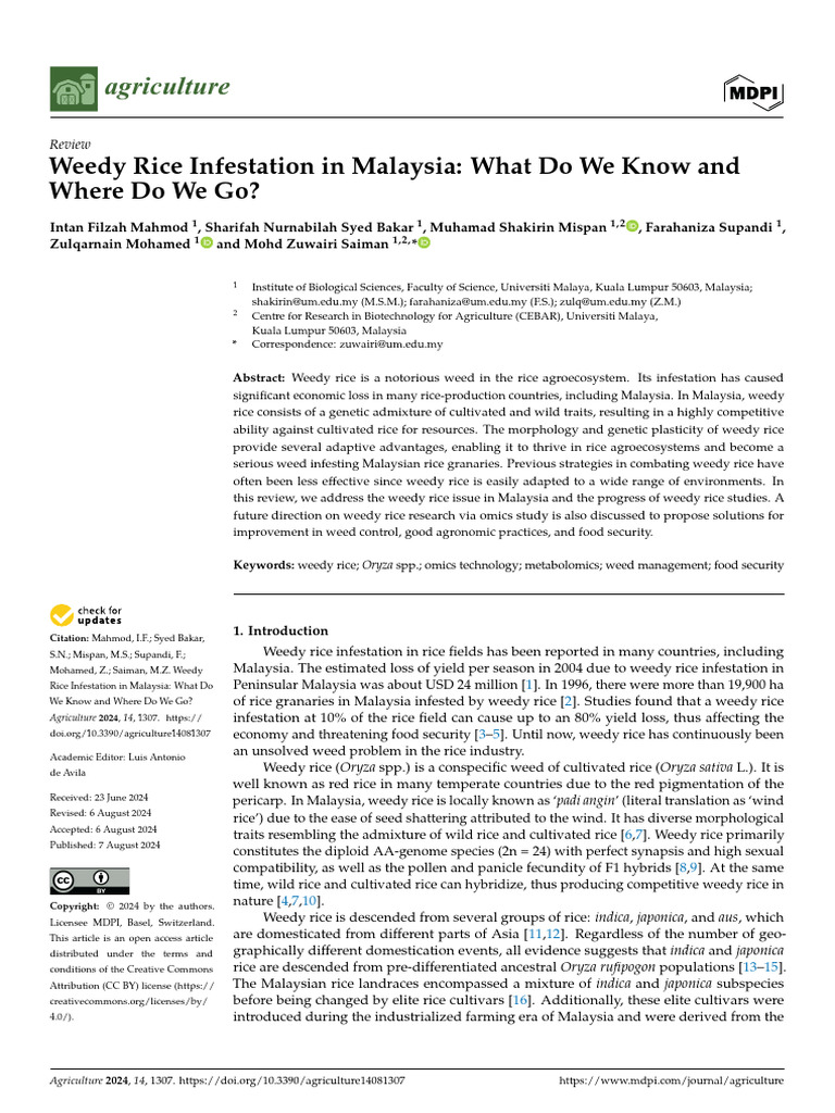 Weedy Rice Infestation in Malaysia: Insights | PDF | Rice | Weed