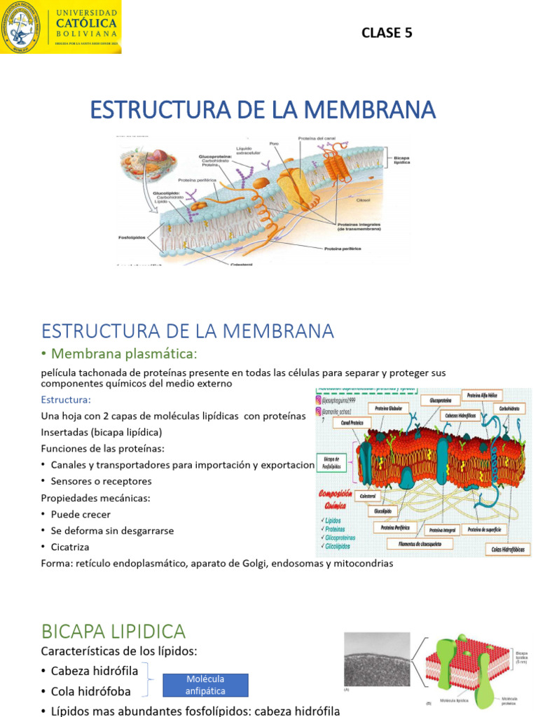 Estructura y Funciones de la Membrana Celular | PDF | Membrana ...