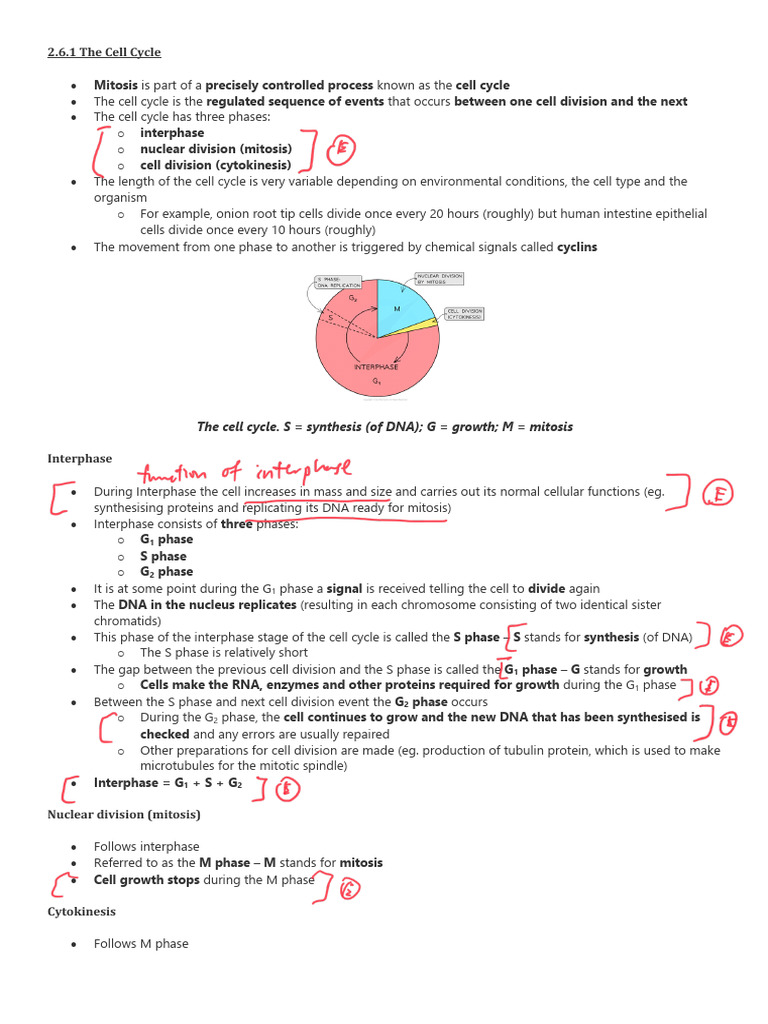 Overview of the Cell Cycle and Mitosis | PDF