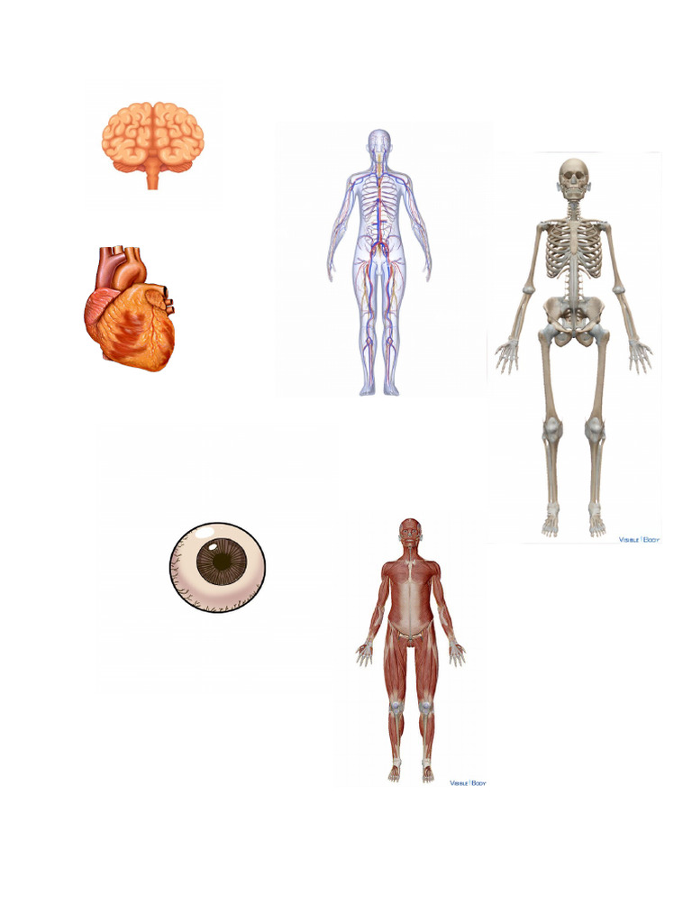 Els | PDF