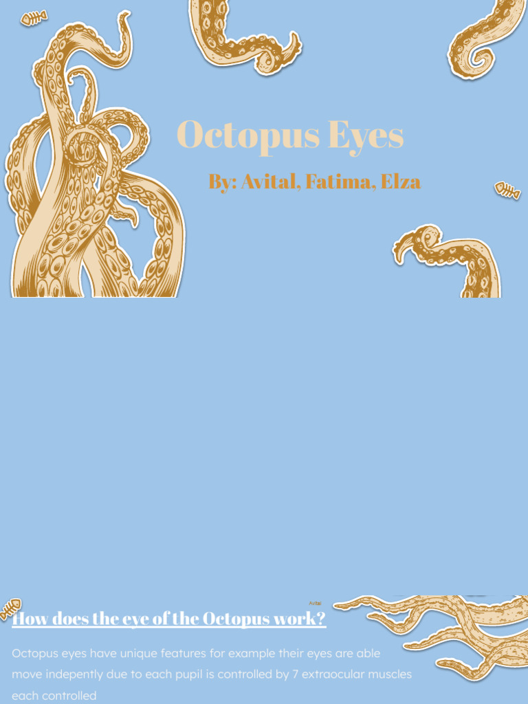 Octopus Eye Anatomy and Function | PDF | Eye | Retina