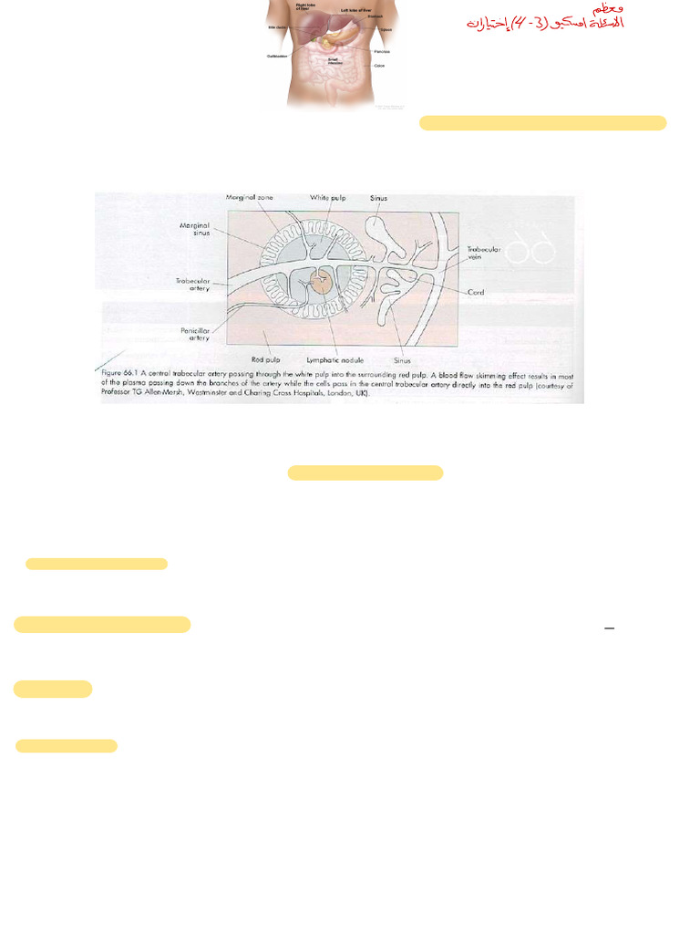 Spleen Anatomy and Functions Explained | PDF | Spleen | Blood