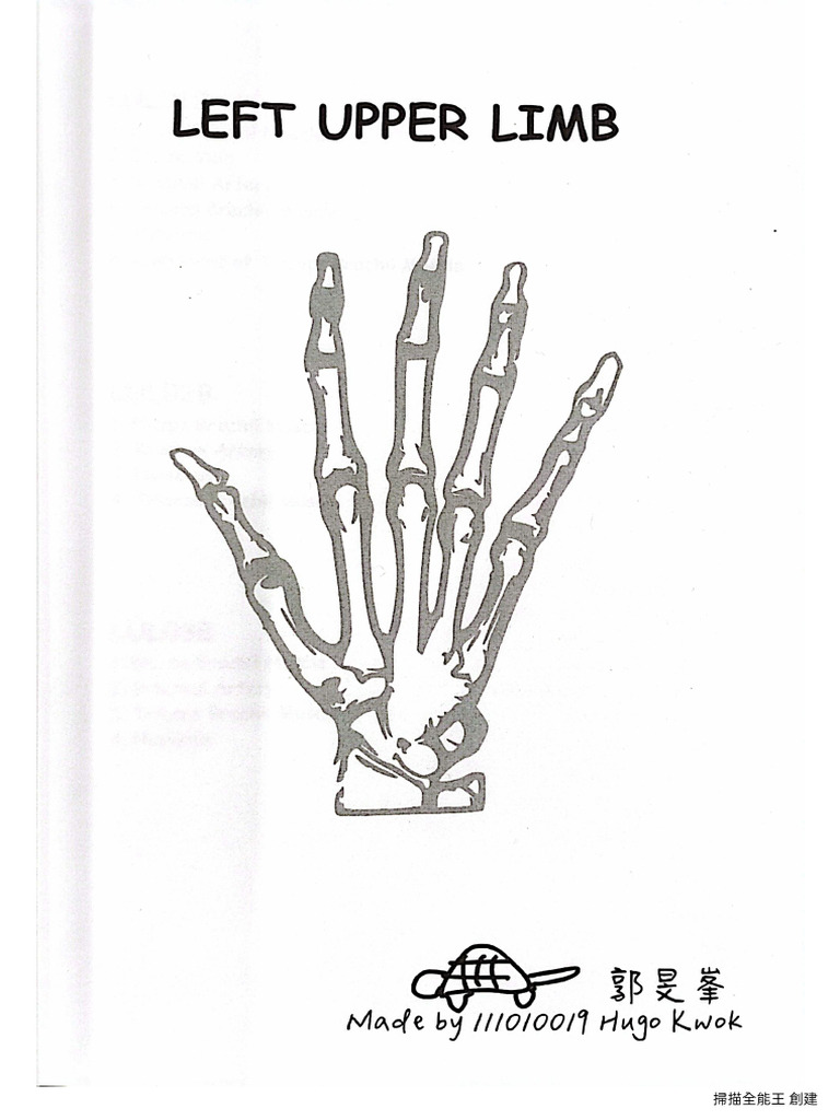 L. Upper Limb | PDF
