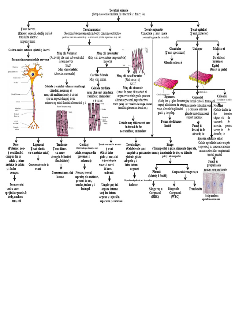Diagrama Fluxului Tisular Animal Clasa Ix Cbse | PDF