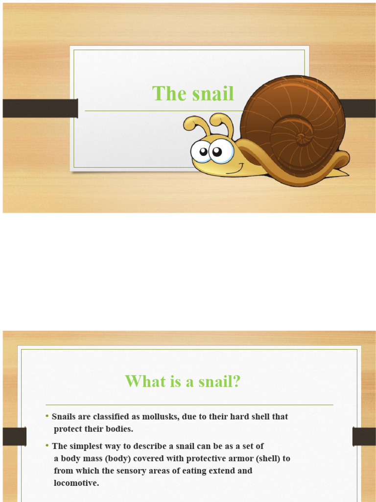 The Snail | PDF | Mollusca | Nutrition