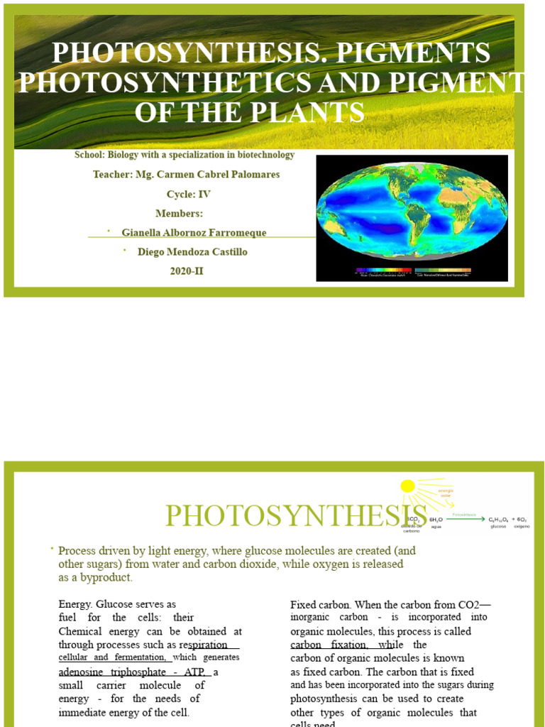 Photosynthesis and Plant Pigments Explained | PDF | Photosynthesis ...