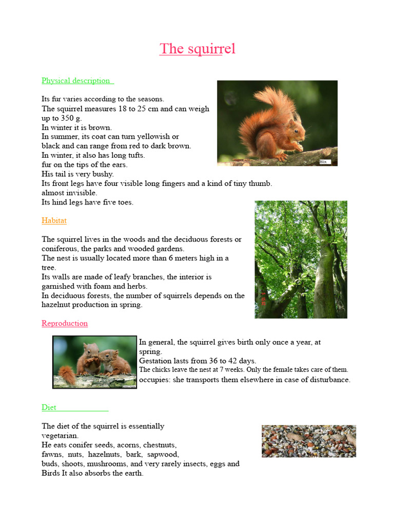 squirrel | PDF