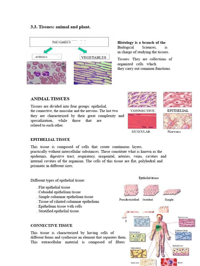 3.3. Animal and Plant Tissues | PDF | Tissue (Biology) | Epithelium