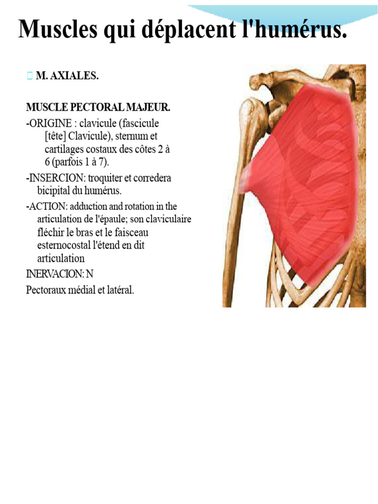 Muscles de l'humérus et leur fonction | PDF | Appareil locomoteur ...