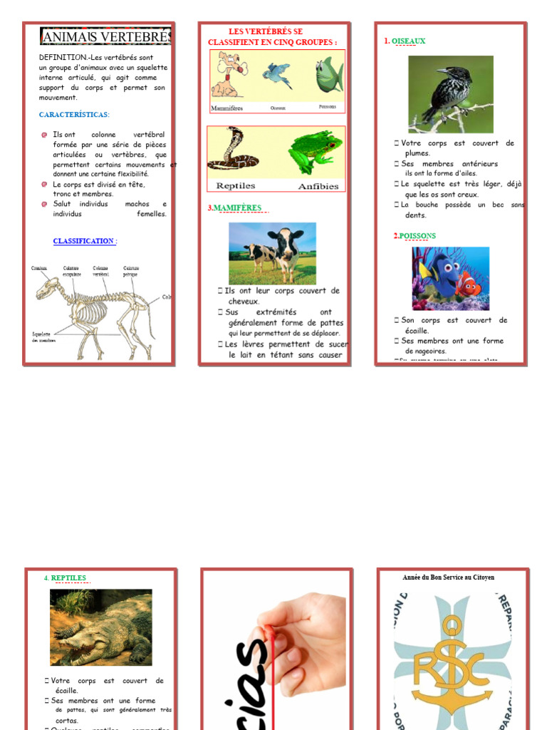 Classification des vertébrés en cinq groupes | PDF | Vertébrés | Reptile
