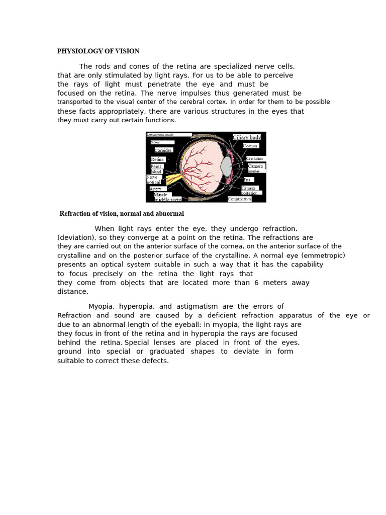 Understanding Vision Physiology | PDF | Eye | Visual Acuity