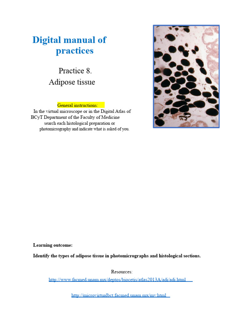 Practice 8. Adipose tissue | PDF | Adipocyte | Adipose Tissue