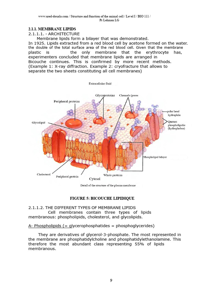 BIO 111 - CHAP - II - Continuation - 001 | PDF | Cell Membrane | Lipid ...