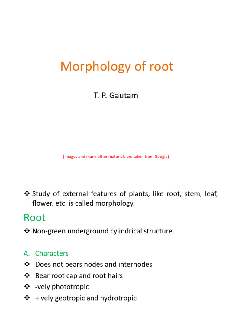 Root | PDF | Root | Branches Of Botany
