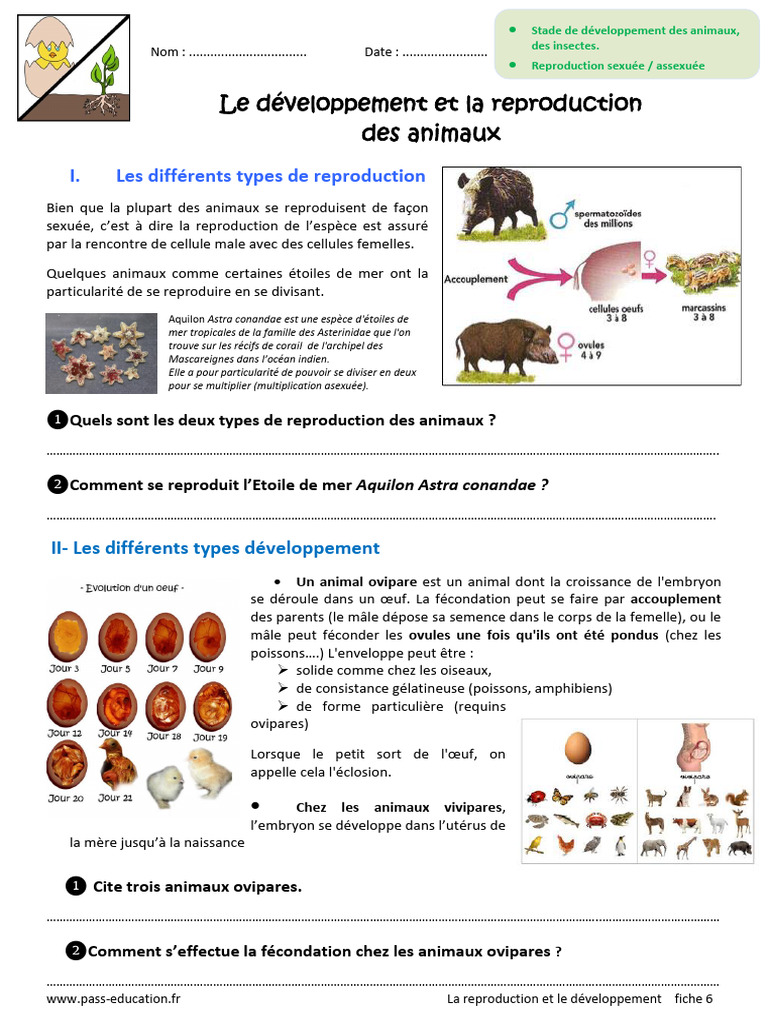Reproduction et développement des animaux | PDF | Zoologie