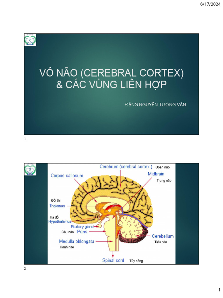 Cerebral Cortex | PDF