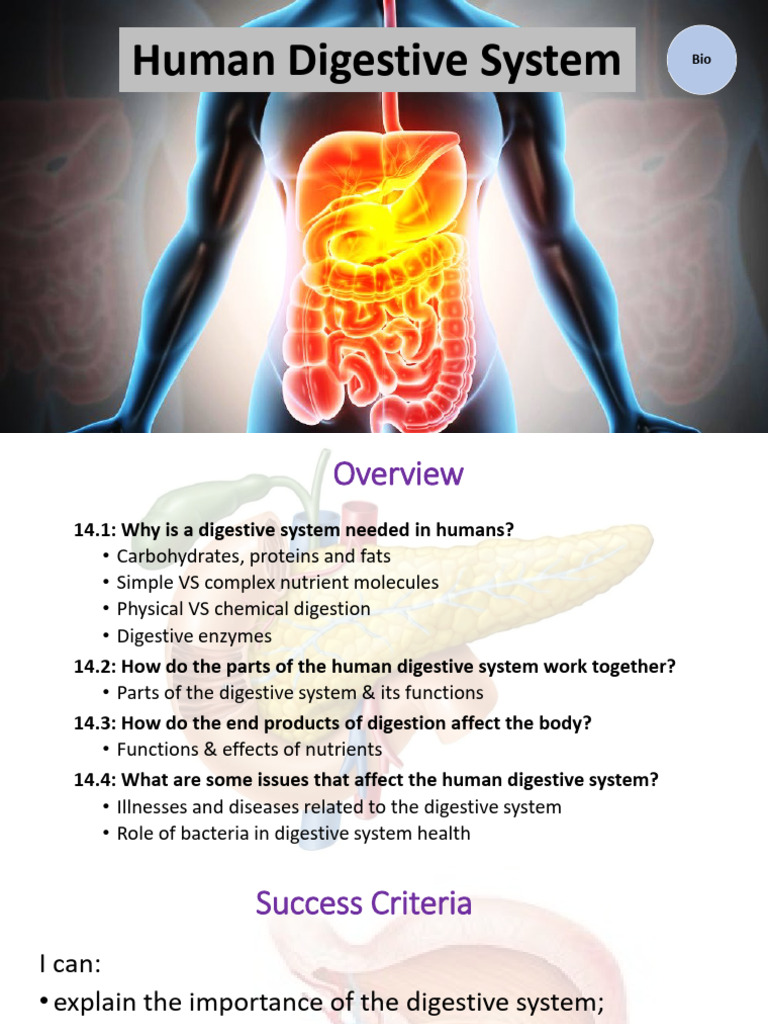 Understanding the Human Digestive System | PDF | Digestion | Carbohydrates